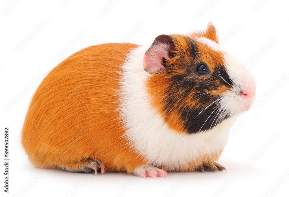 Guinea pig isolated. Guinea pig isolated.
