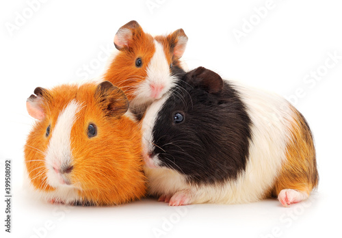 Guinea pig family isolated.