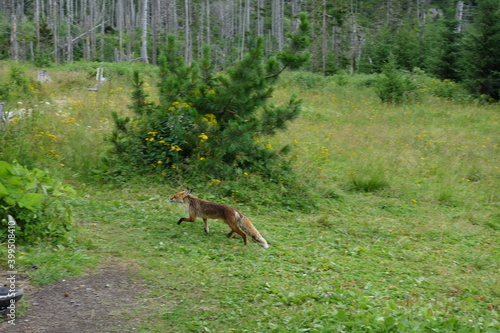 fox in the mountains