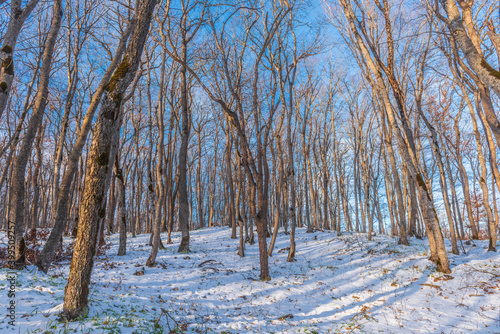 Bare trees in the winter forest