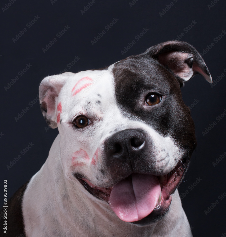 Portrait of a black and white dog with kisses. American Staffordshire Terrier