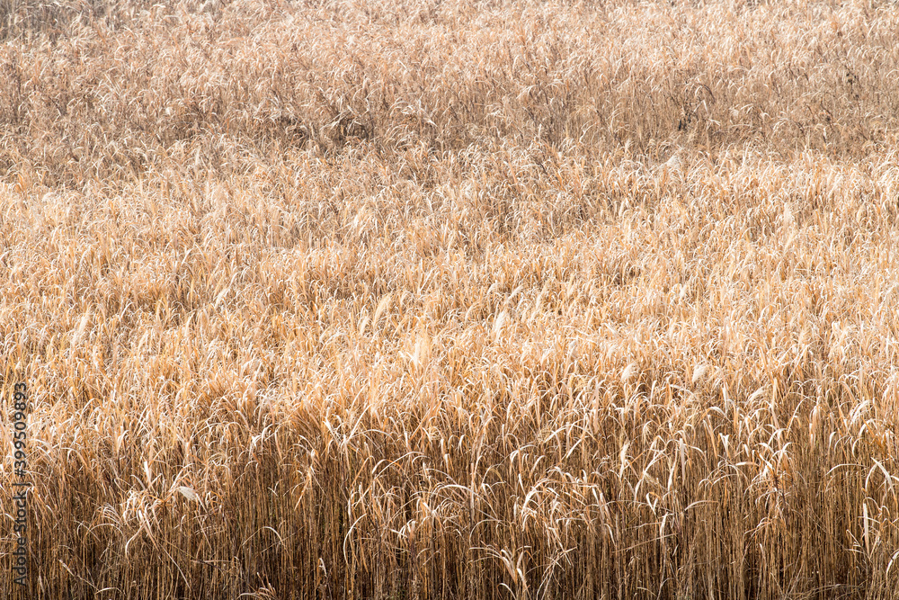 Fototapeta premium 芦原
