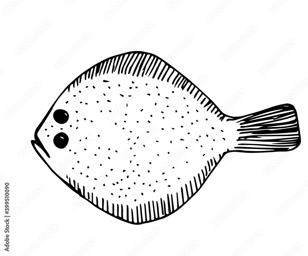 Handdrawn simple vector drawing in black outline. Flounder isolated on white background. Marine