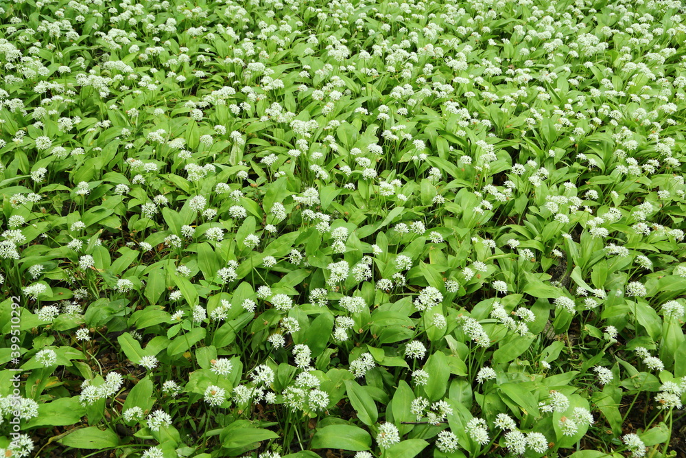 Allium ursinum. Allium ursinum.