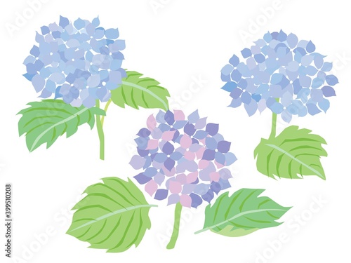 青紫のアジサイの花のイラスト