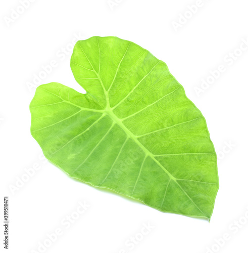 Giant Taro plant leaves isolated on white background.