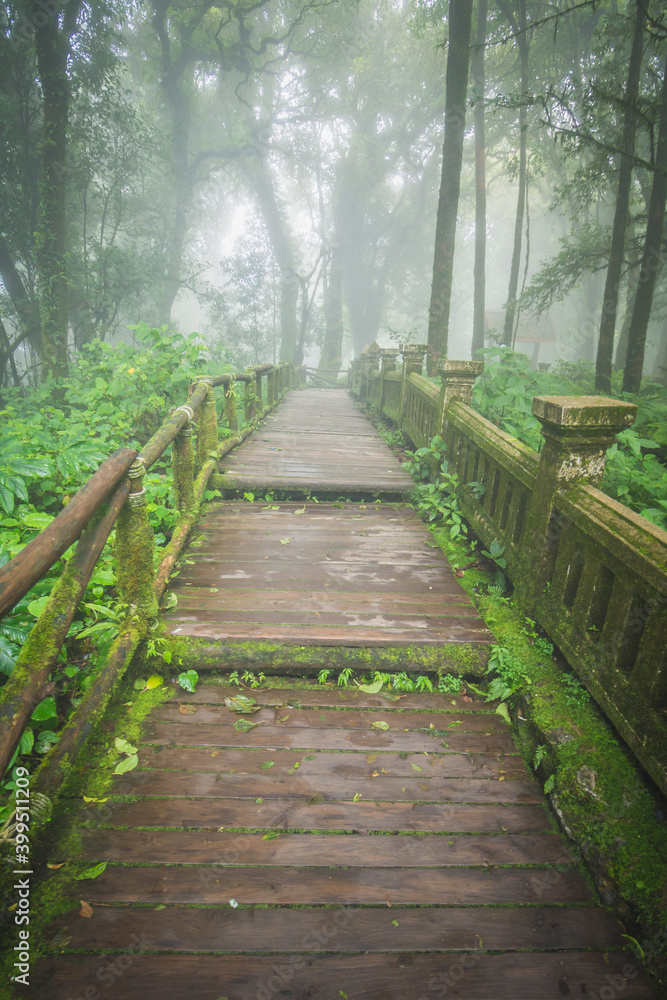 Wooden walkway in the Doi Inthanon rainforest - Chiang Mai, Thailand Wooden walkway in the Doi Inthanon rainforest - Chiang Mai, Thailand