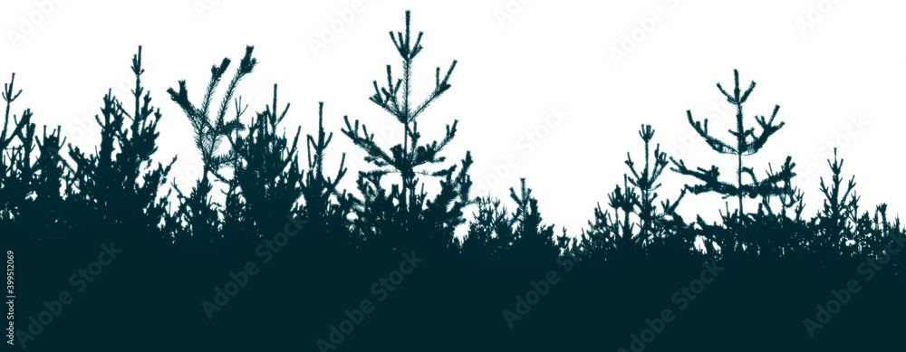 Silhouette of a pine forest and sky. Place for the text.