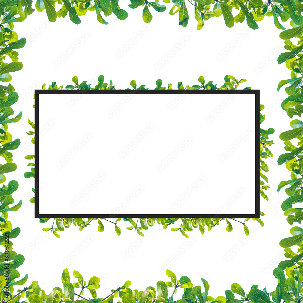 green leaf isolated frame on white background green leaf isolated frame on white background