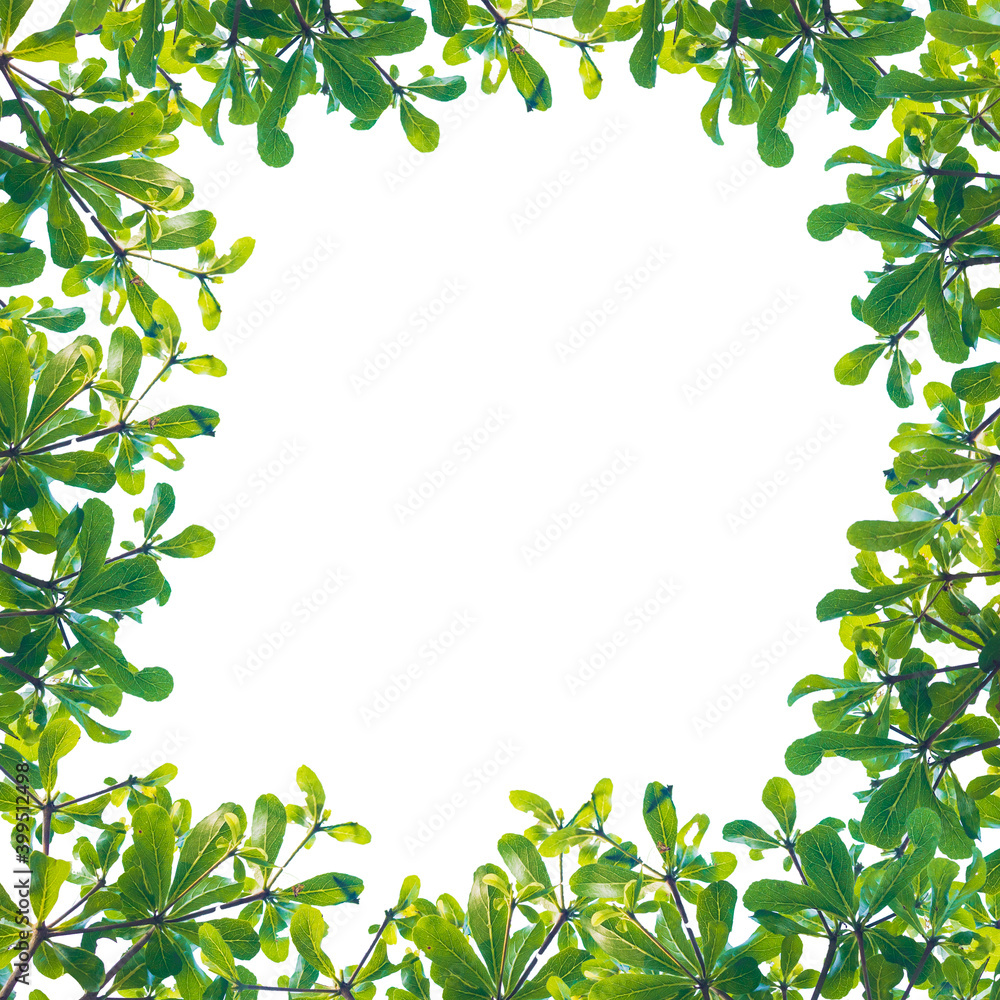 green leaf isolated on white background green leaf isolated on white background