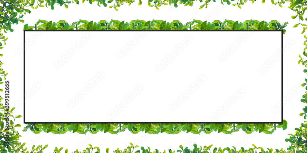 green leaf isolated frame on white background
