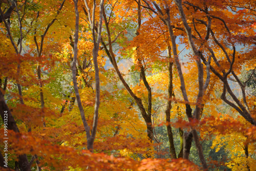 紅葉の森