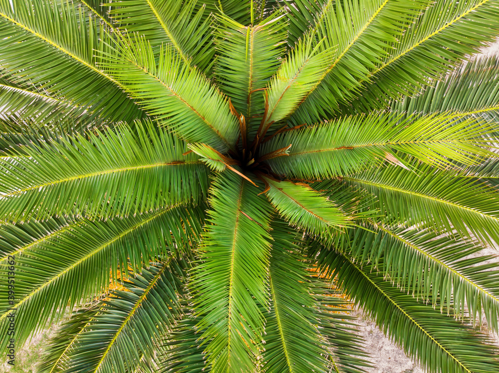 Palm tree from the top Palm tree from the top