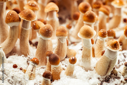 Obraz na plátně cultivation psychedelic Psilocybe mushroom