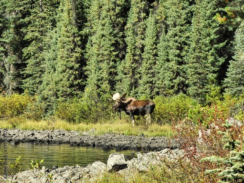 Foto A Bull Moose at Lake Maligne in Alberta, Canada