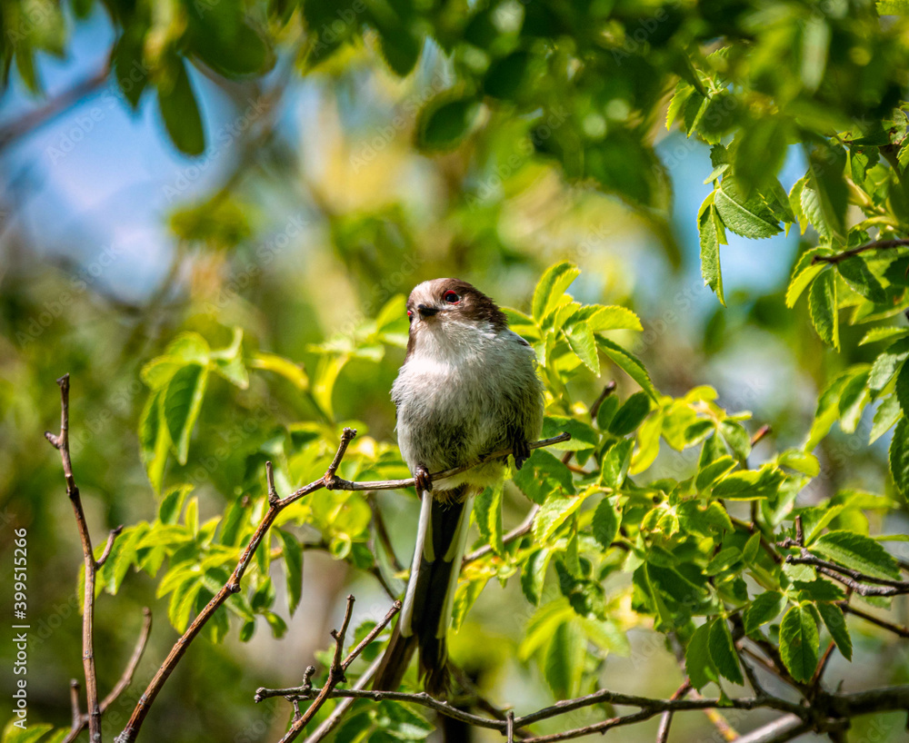 Long-tailed bird sitting on the branch in the nature habitat, Aegithalos caudatus Long-tailed bird sitting on the branch in the nature habitat, Aegithalos caudatus