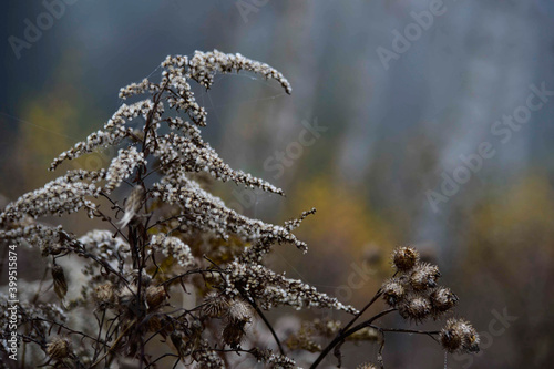 Waldfarben