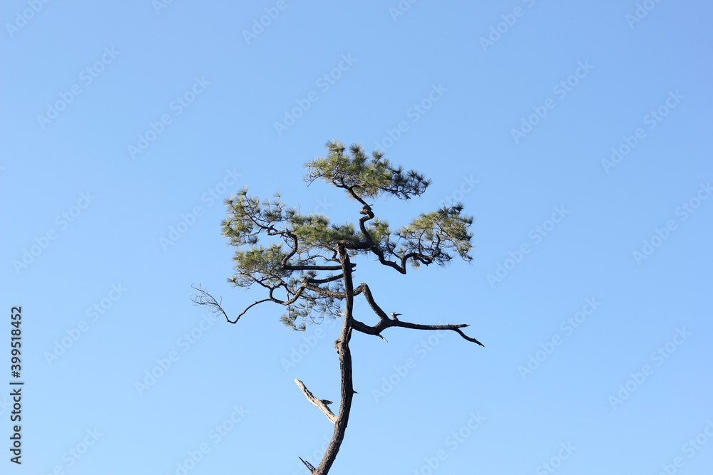 Big tree with branches from bottom view blue sky background Big tree with branches from bottom view blue sky background