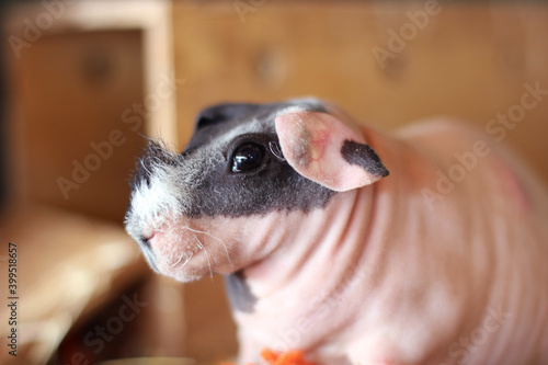 Hairless Guinea or Rodent pig top view In cages and farms