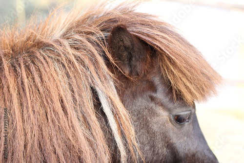 Close up of the look of a pony