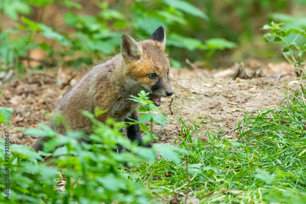 Rotfuchs (Vulpes vulpes), Jungfuchs