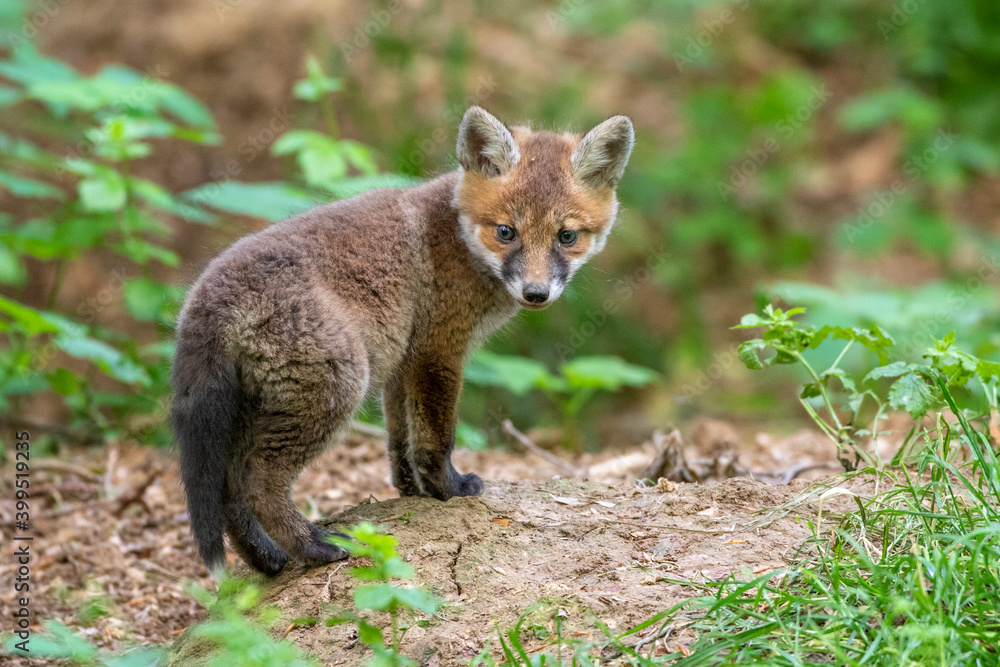 Fototapeta premium Rotfuchs (Vulpes vulpes), Jungfuchs