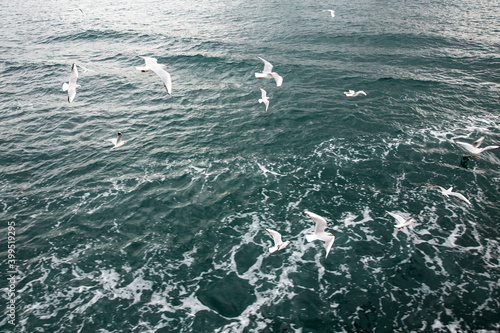 Seagulls flying above the surface of the water