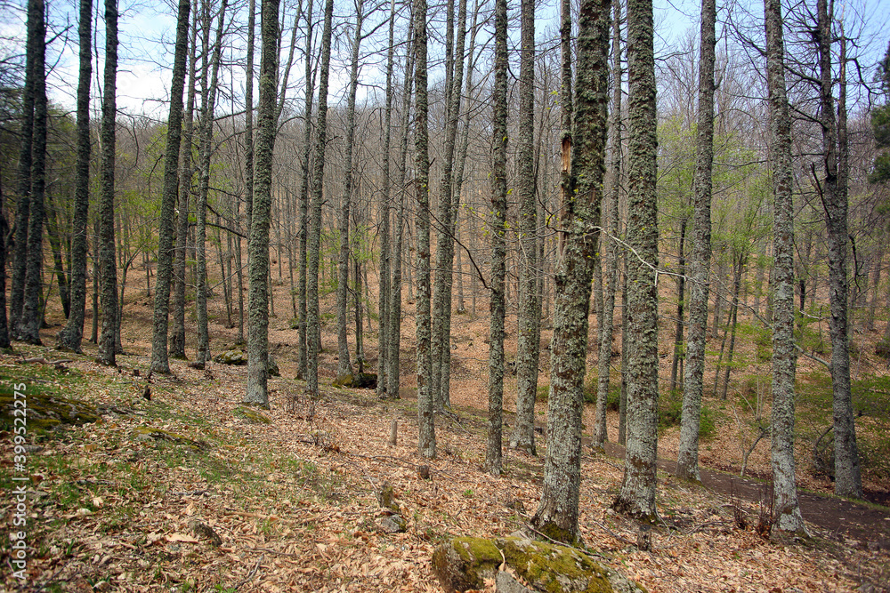 bosque en otoño bosque en otoño