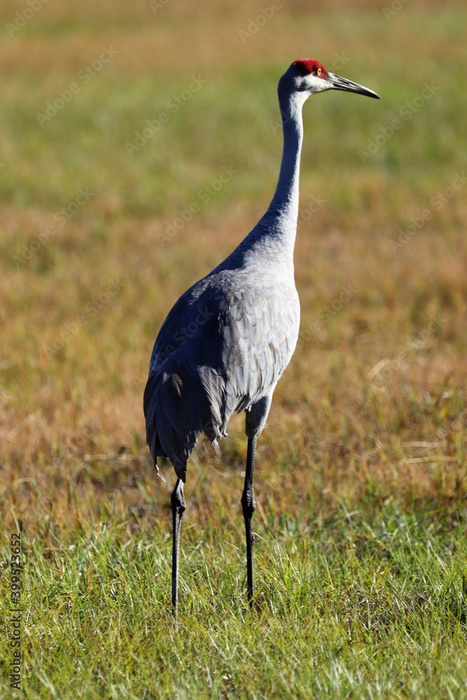 Obraz premium grey crowned crane