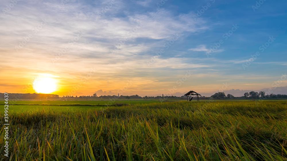 The beautiful green rice fields and sunset The beautiful green rice fields and sunset