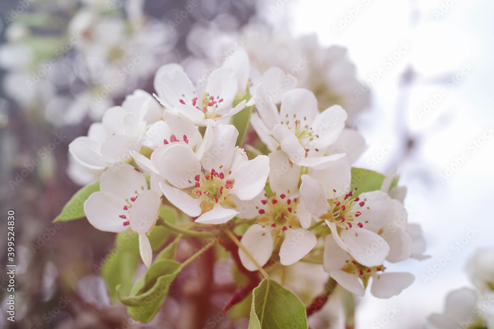 White spring pear blossoms.Fresh spring background on outdoor nature.Beautiful white spring flowers blossom pear tree.