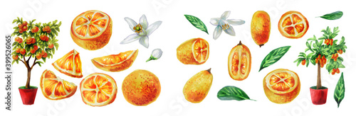 Watercolor set with orange and kumquats  fruits, trees, flowers  isolated on a white background. Botanical watercolor illustration of an orange tree and fruit cut into halves, slices.Christmas plants.