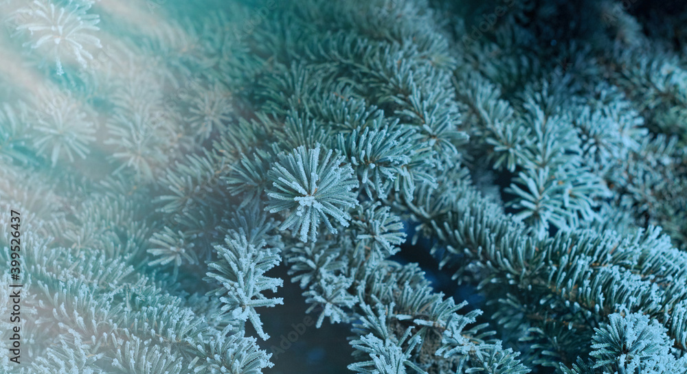 Winter frost on spruce tree