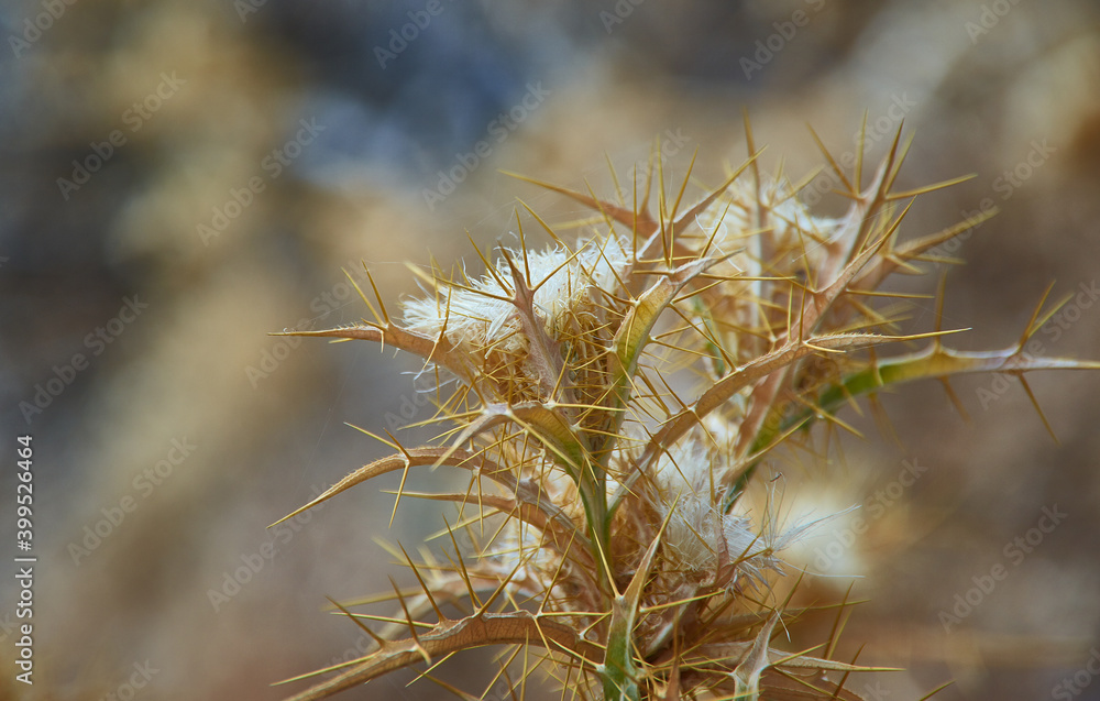 Dried flower Onopordum acanthium Dried flower Onopordum acanthium