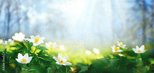 Beautiful white flowers of anemones in spring on background of blue sky and forest in sunlight in nature. Spring morning forest landscape with flowering primroses.