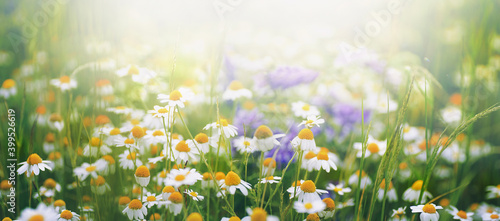 Many bright field daisies in nature in sunlight with soft focus. Chamomiles in spring and summer in meadow, airy artistic image. © Laura Pashkevich