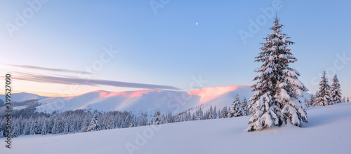 Fototapeta Naklejka Na Ścianę i Meble -  Awesome sunrise. A panoramic view of the covered with frost trees in the snowdrifts. High mountains with snow white peaks. Winter forest. Natural landscape with beautiful blue sky.