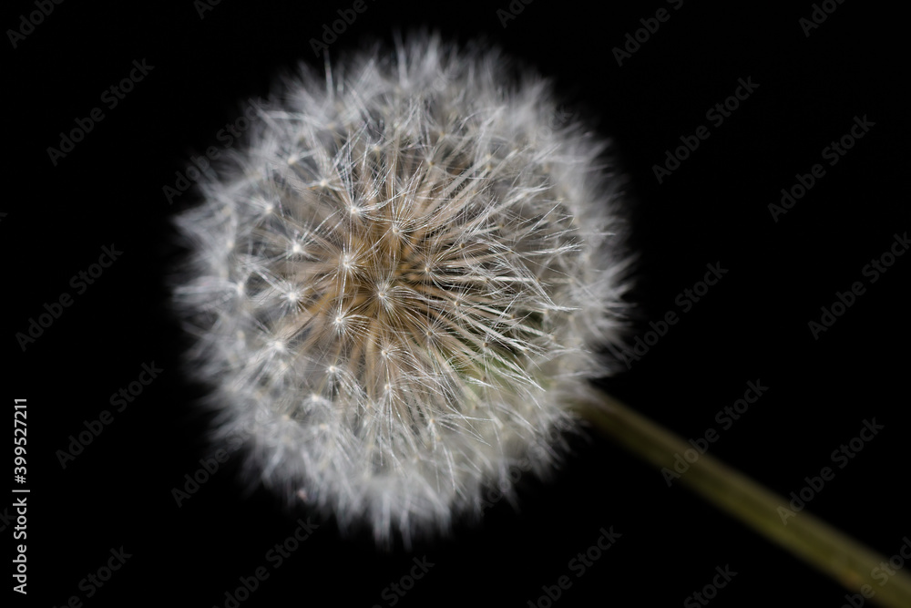 Macro close up of a Dandelion seed head on a black background.