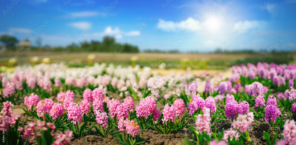 Beautiful natural spring landscape with a colorful field of hyacinth flowers against a blue sky and bright shining sun. Beautiful natural spring landscape with a colorful field of hyacinth flowers against a blue sky and bright shining sun.