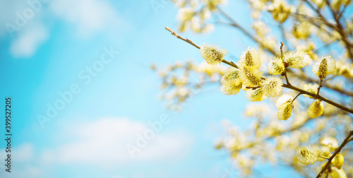Tableau sur toile Blooming fluffy willow branches in spring close-up on nature macro on blue background sky with white clouds in sunlight