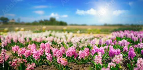 Beautiful natural spring landscape with a colorful field of hyacinth flowers against a blue sky and bright shining sun.