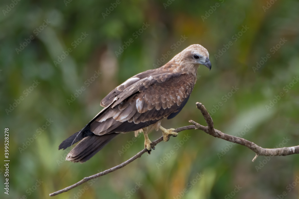 Juvenile Brahminy kite precariously perched Juvenile Brahminy kite precariously perched
