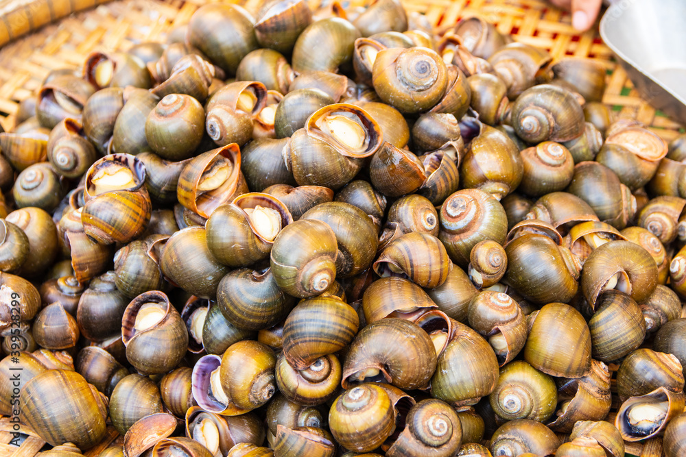 Sea boiled snails for sale from Thailand Sea boiled snails for sale from Thailand