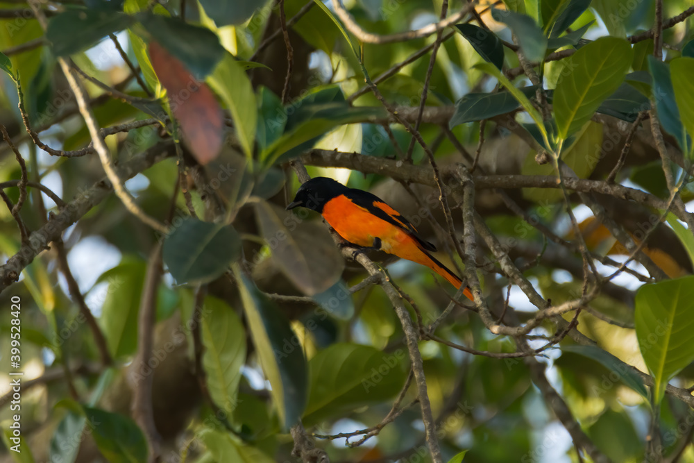 Male Orange Minivet perched in dense foliage Male Orange Minivet perched in dense foliage