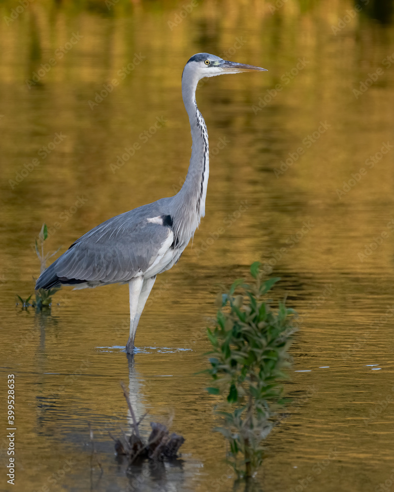 Grey Heron in golden waters Grey Heron in golden waters