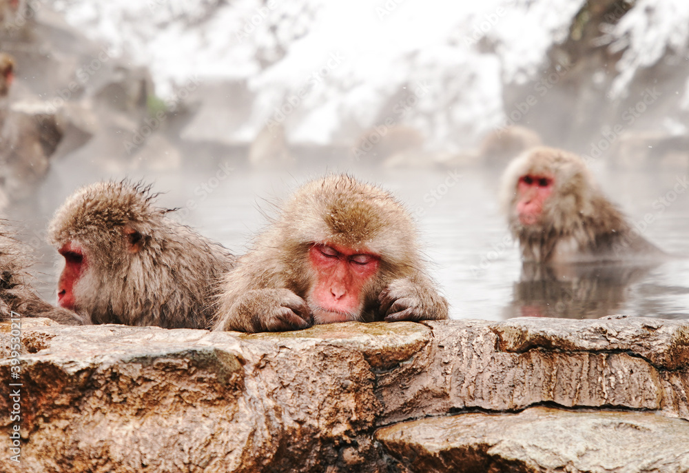 Naklejka premium Snow monkeys soak in hot springs of Japan (温泉に入るニホンザル)