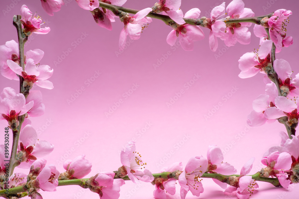 Blooming peach branches arranged as frame on pink background. Blooming peach branches arranged as frame on pink background.