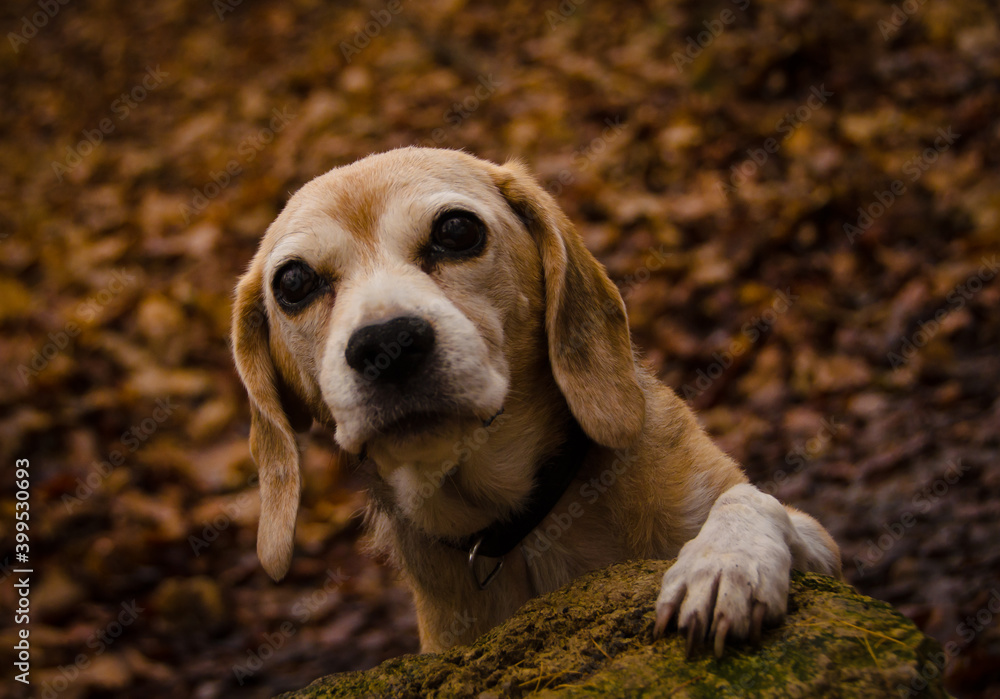 Beautiful portrait of an old beagle in the forest in the winter, looking very gentle