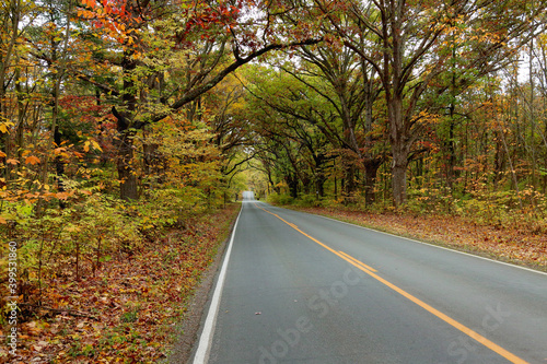 Tree lined road with autumn foliage