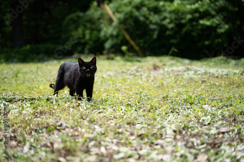 猫4 © Solinity Pictures